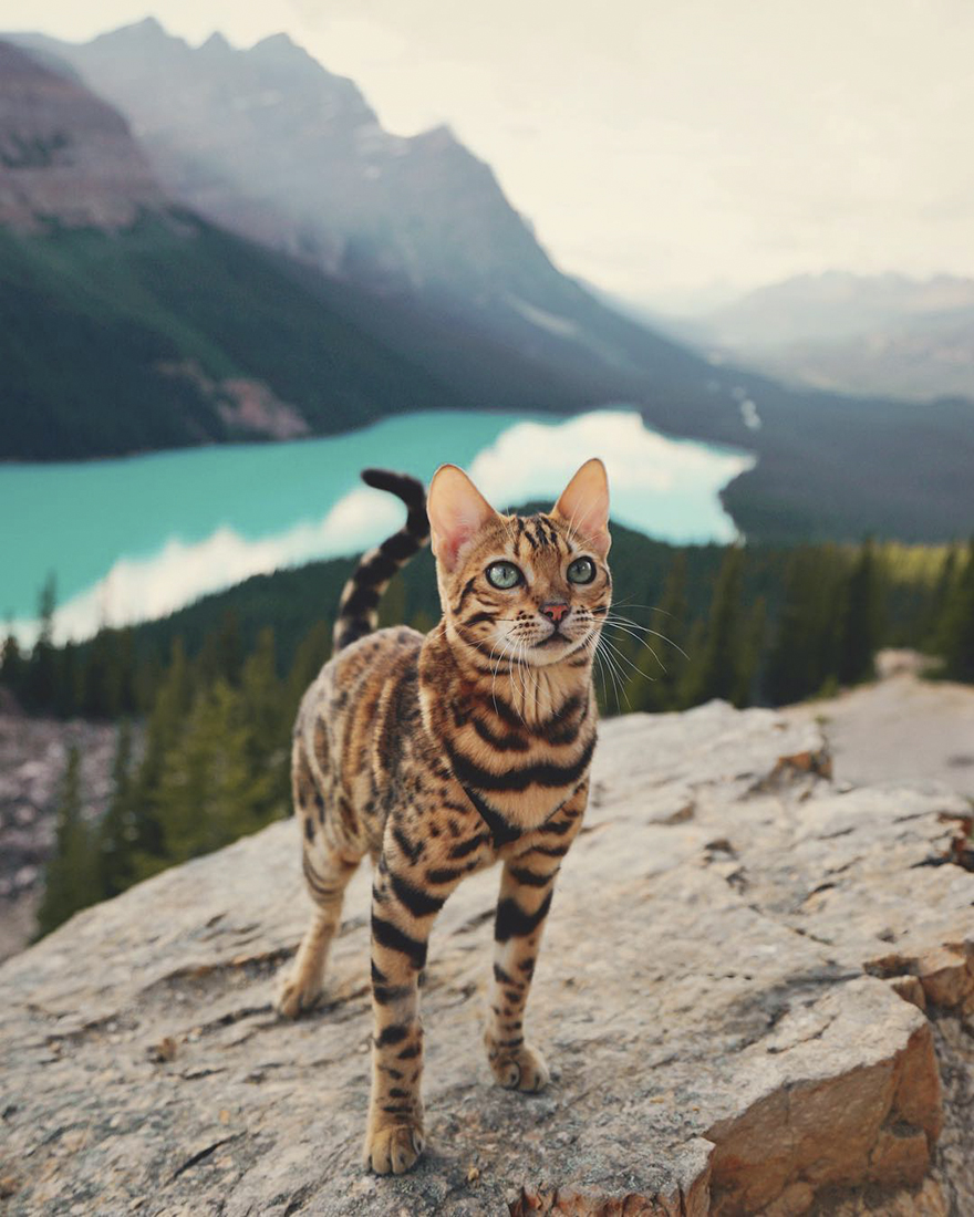 Introducing Suki, The Feline Explorer with a Life More Adventurous Than Yours