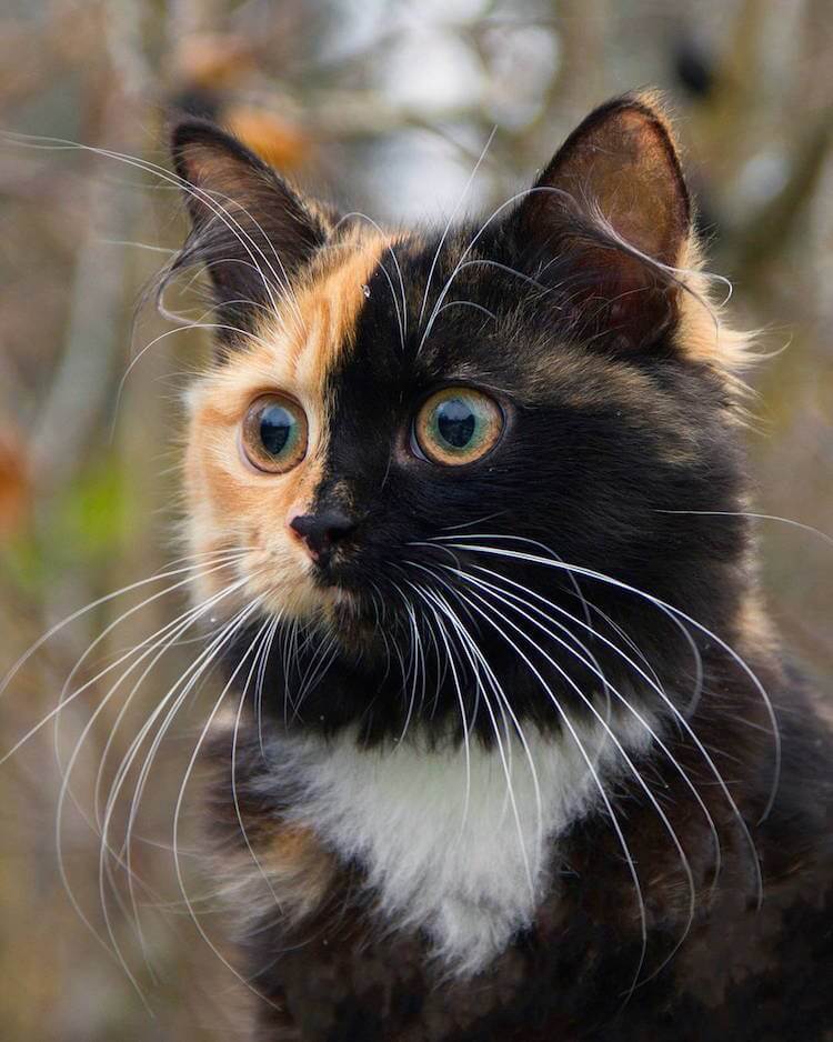 Meet Yana, The Two-Faced Kitty That Is Captivating The World | FREEYORK