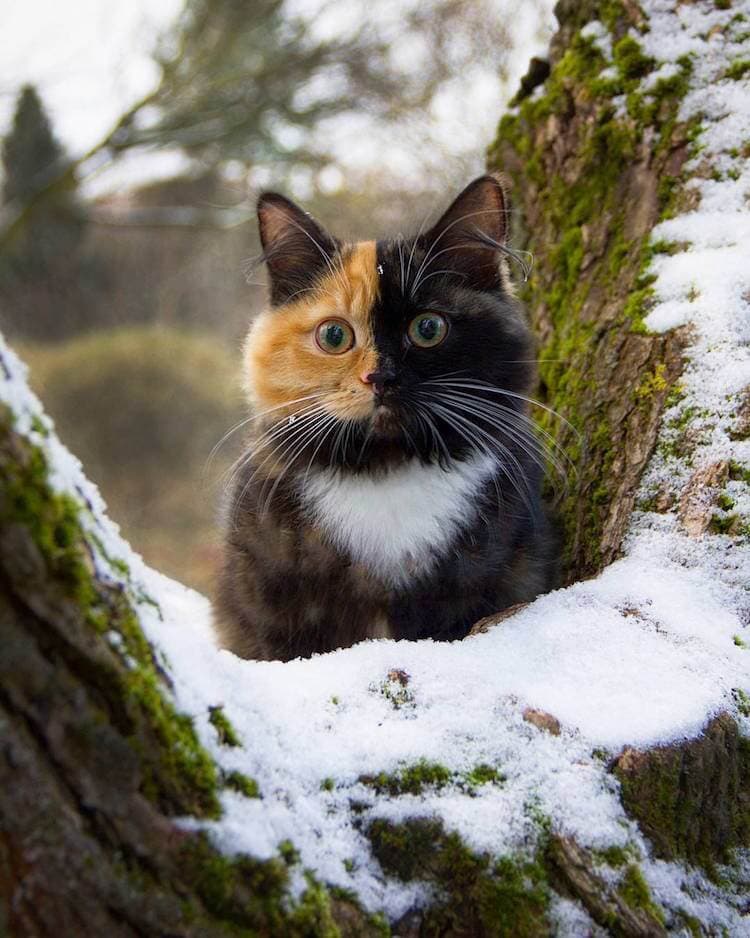 Meet Yana, The Two-Faced Kitty That Is Captivating The World | FREEYORK