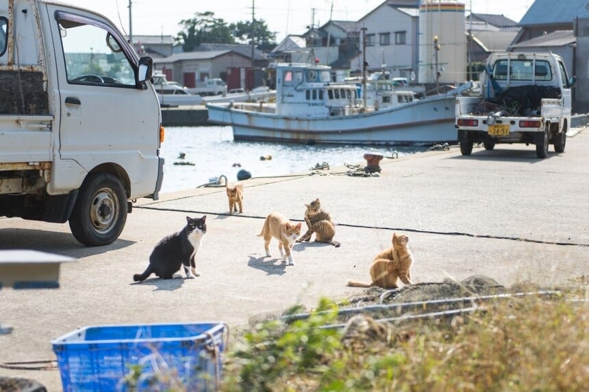 What To Anticipate When You Visit A Cat Island In Japan | FREEYORK