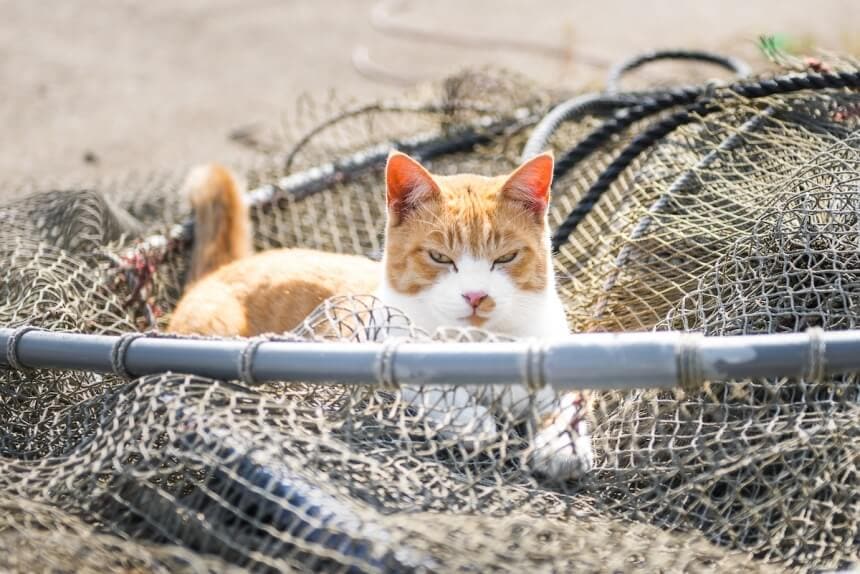 What To Anticipate When You Visit A Cat Island In Japan | FREEYORK