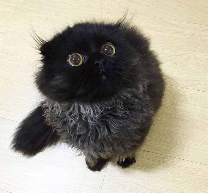 Introducing Gimo: The Feline Phenomenon with Enormous Eyes