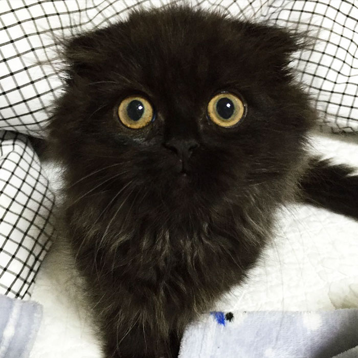 Introducing Gimo: The Feline Phenomenon with Enormous Eyes