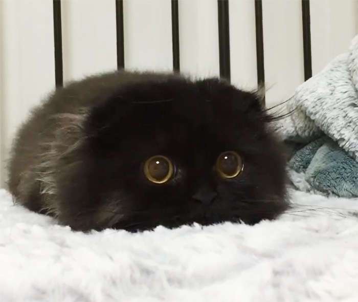 Introducing Gimo: The Feline Phenomenon with Enormous Eyes