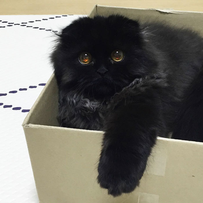 Introducing Gimo: The Feline Phenomenon with Enormous Eyes