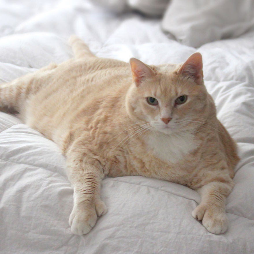 Introducing Bronson: The Chubby Cat on an Epic Weight Loss Journey