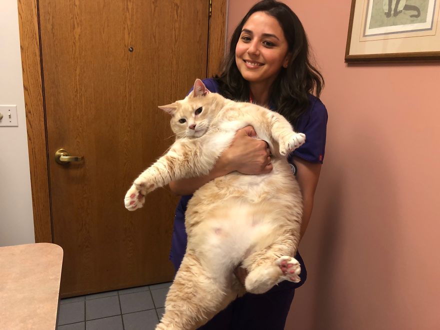 Introducing Bronson: The Chubby Cat on an Epic Weight Loss Journey