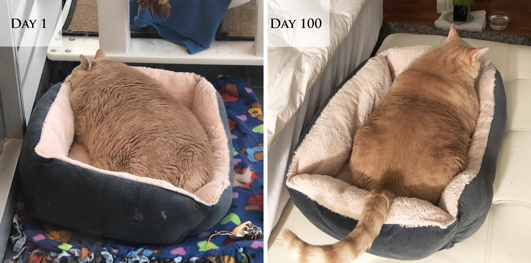 Introducing Bronson: The Chubby Cat on an Epic Weight Loss Journey