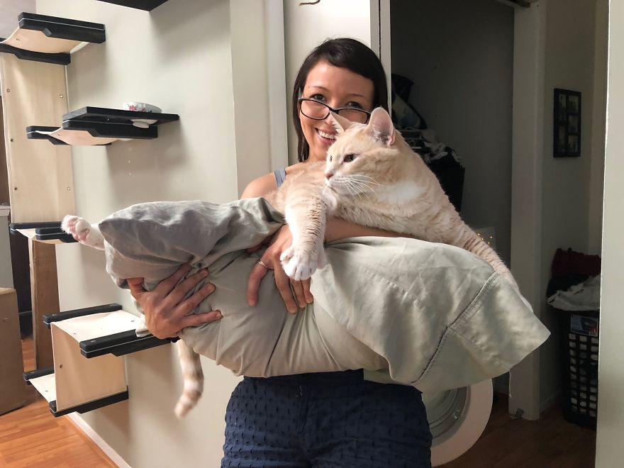 Introducing Bronson: The Chubby Cat on an Epic Weight Loss Journey