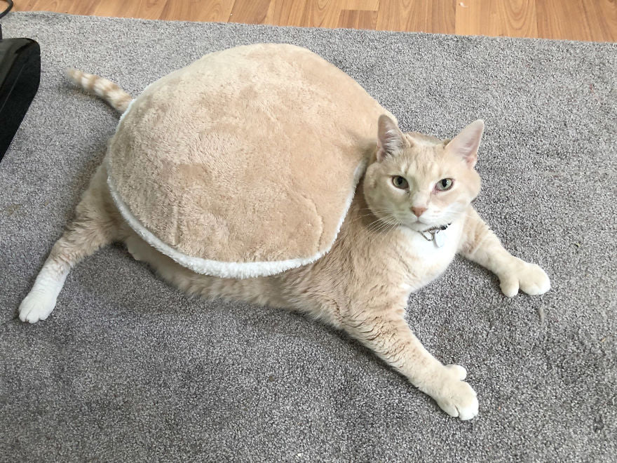 Introducing Bronson: The Chubby Cat on an Epic Weight Loss Journey