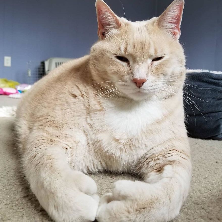 Introducing Bronson: The Chubby Cat on an Epic Weight Loss Journey