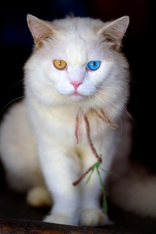 Heterochromia In Cats And Dogs | FREEYORK