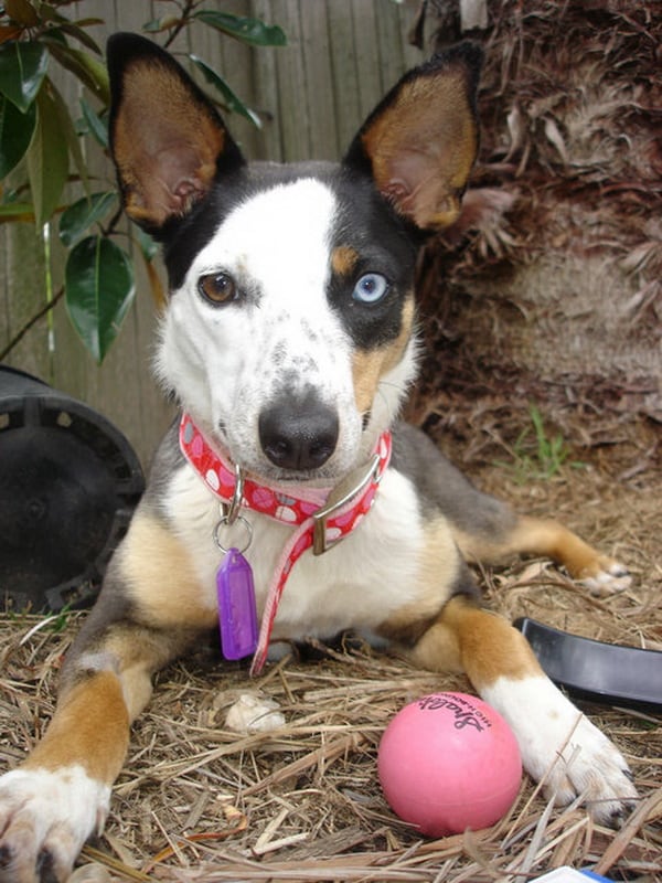 Heterochromia In Cats And Dogs | FREEYORK