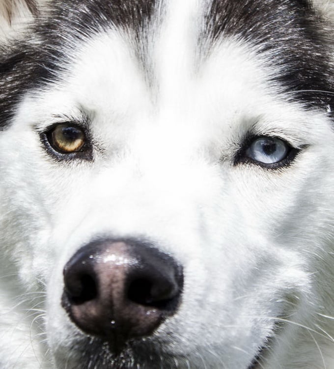 Heterochromia In Cats And Dogs | FREEYORK