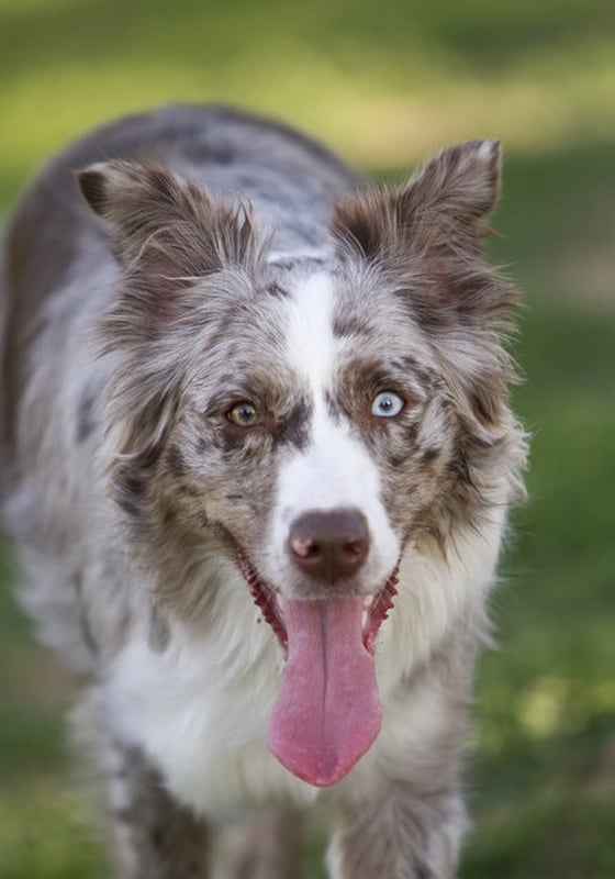 Heterochromia In Cats And Dogs | FREEYORK