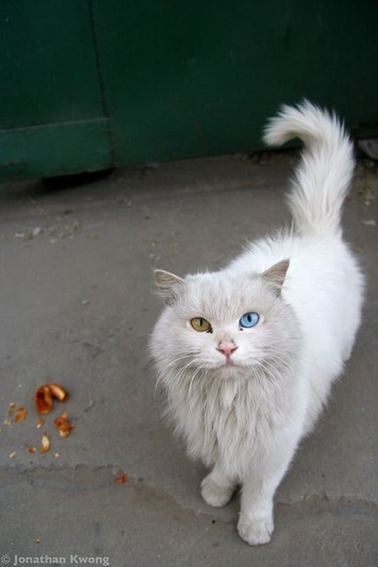 Heterochromia In Cats And Dogs | FREEYORK