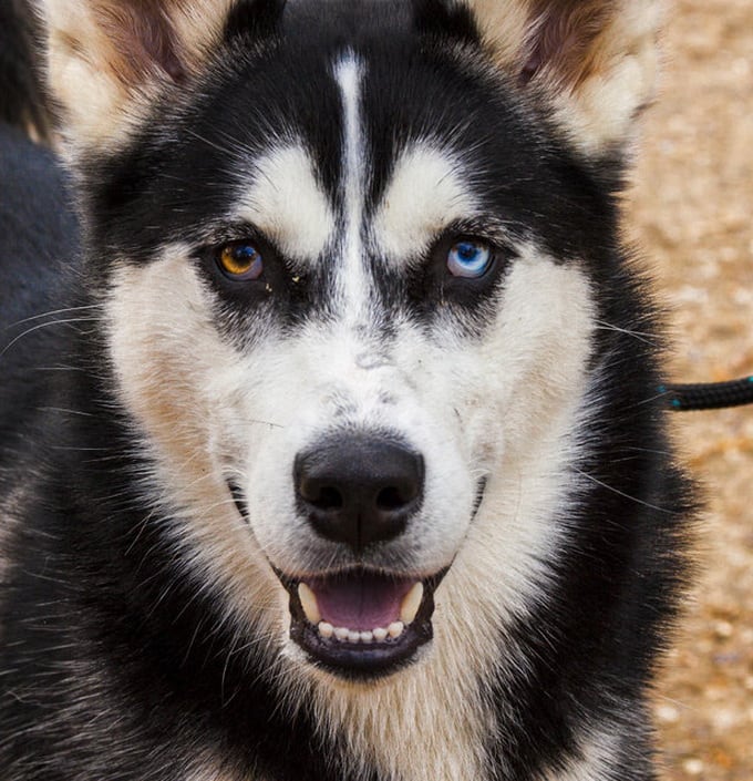 Heterochromia In Cats And Dogs | FREEYORK