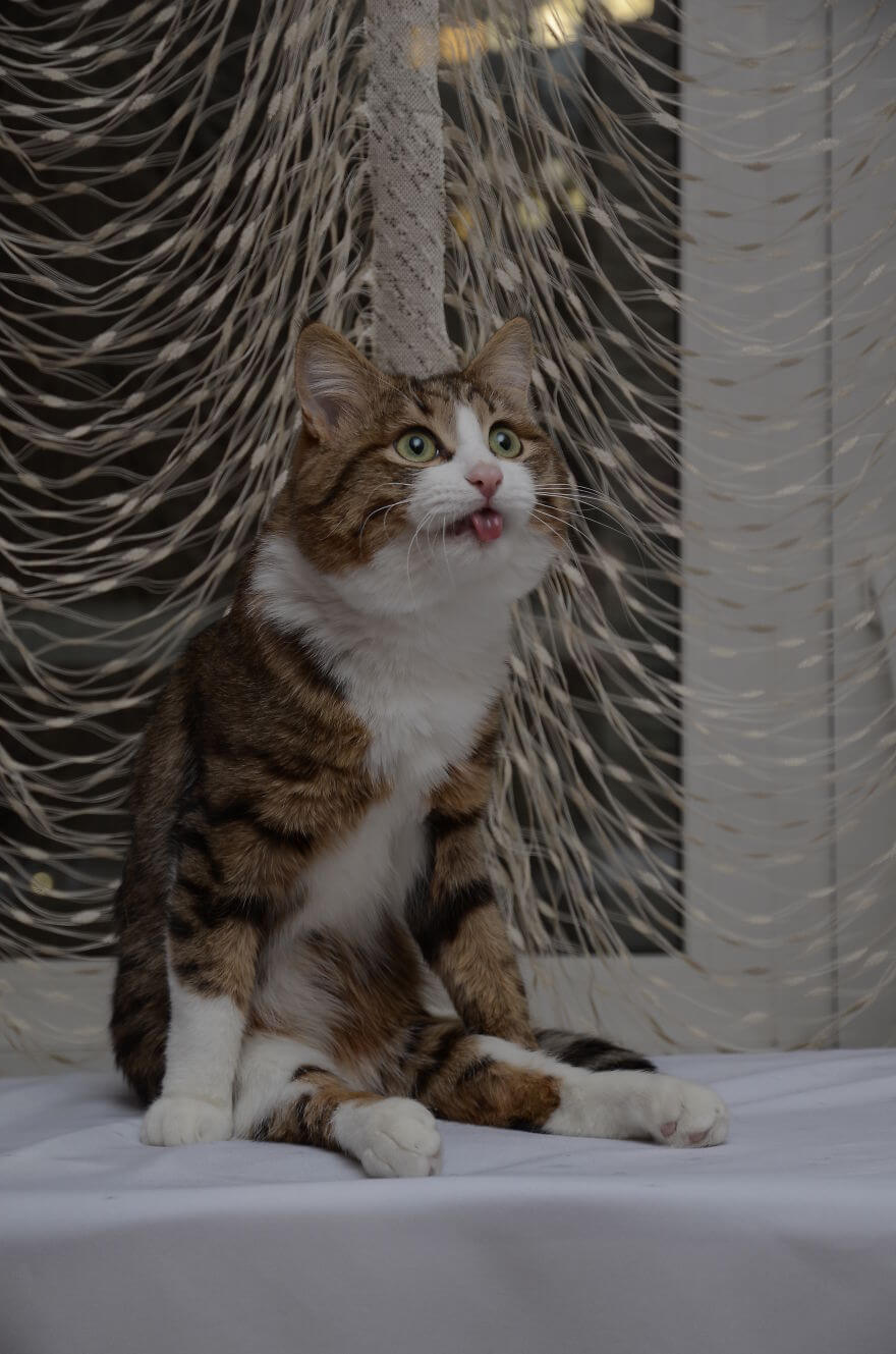 Meet Rexie Cute Cat That Sticks His Tongue Out | FREEYORK