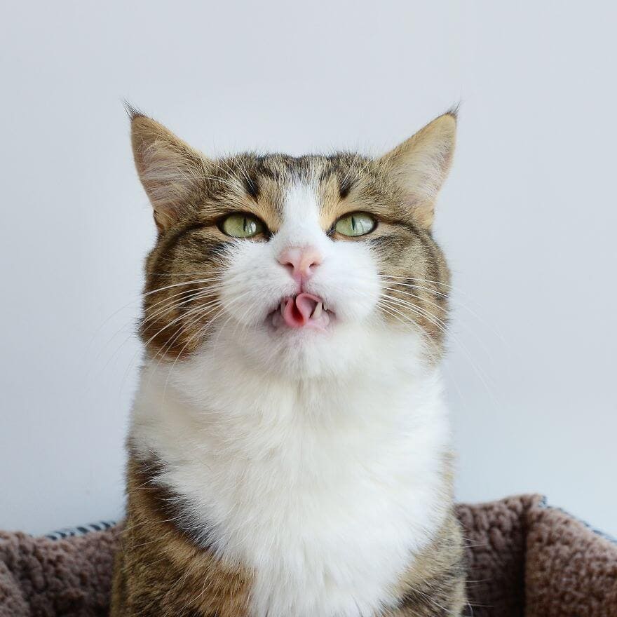 Meet Rexie Cute Cat That Sticks His Tongue Out | FREEYORK