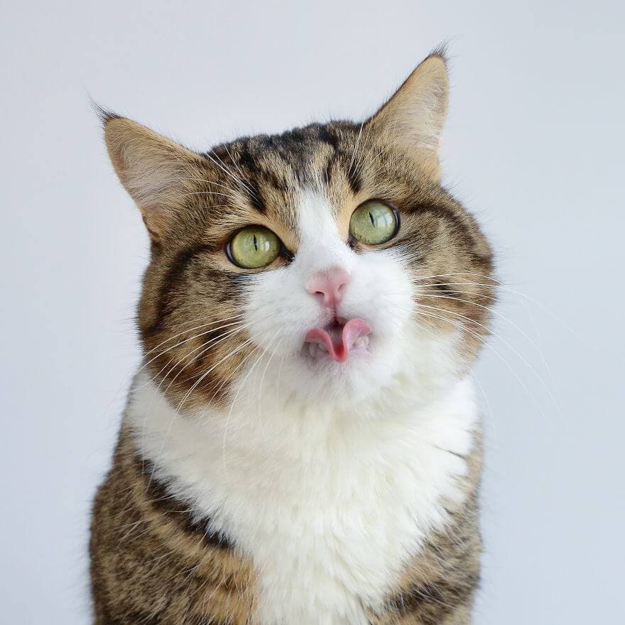 Meet Rexie Cute Cat That Sticks His Tongue Out | FREEYORK