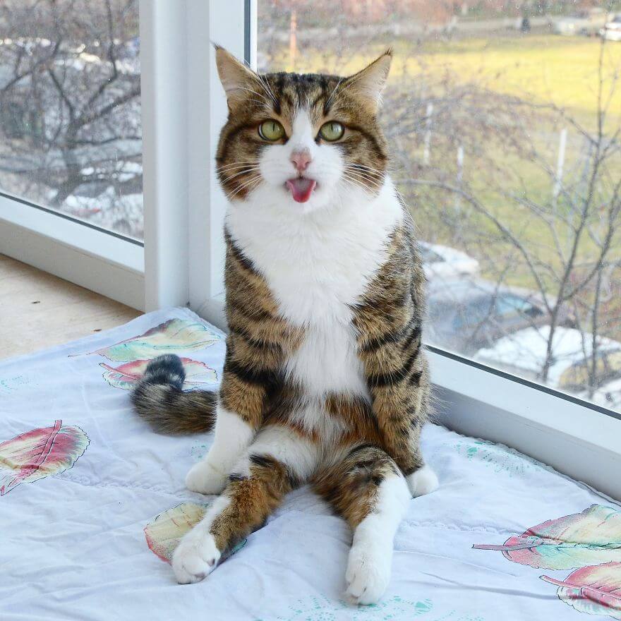 Meet Rexie Cute Cat That Sticks His Tongue Out | FREEYORK