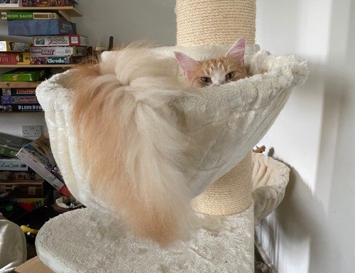 "Feline Royalty: Meet the Most Majestic Cats with Luxuriously Fluffy Tails"