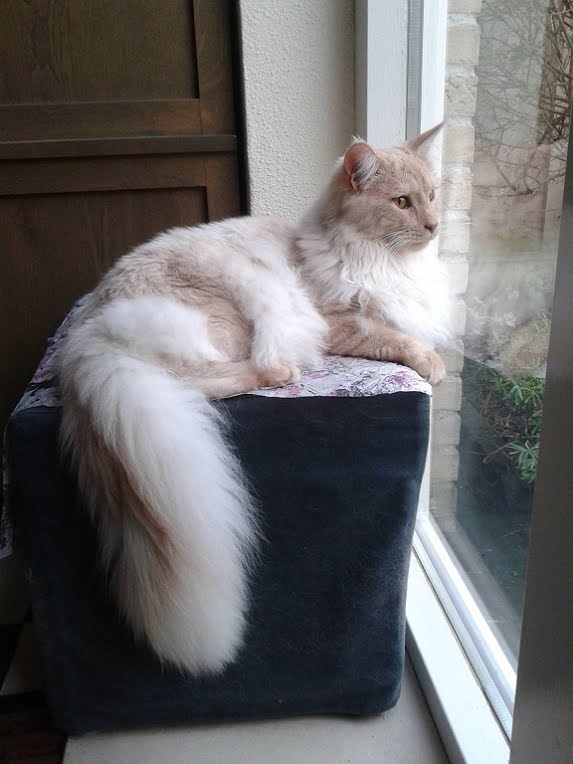 "Feline Royalty: Meet the Most Majestic Cats with Luxuriously Fluffy Tails"