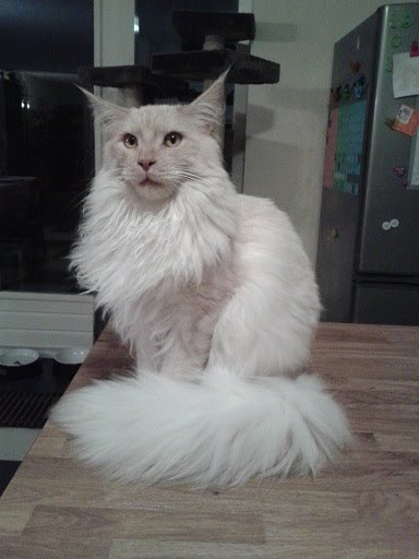 "Feline Royalty: Meet the Most Majestic Cats with Luxuriously Fluffy Tails"