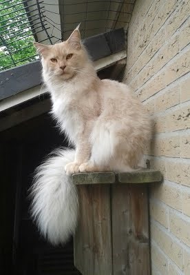 "Feline Royalty: Meet the Most Majestic Cats with Luxuriously Fluffy Tails"