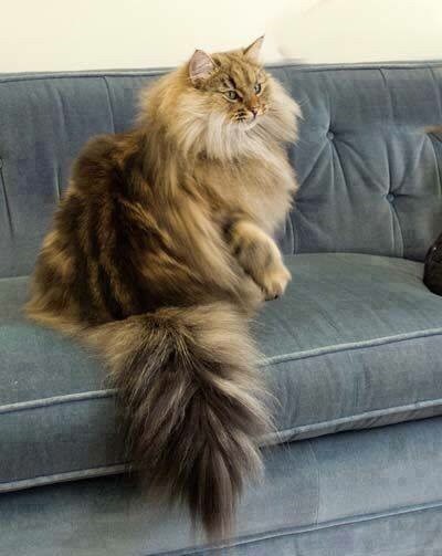 "Feline Royalty: Meet the Most Majestic Cats with Luxuriously Fluffy Tails"