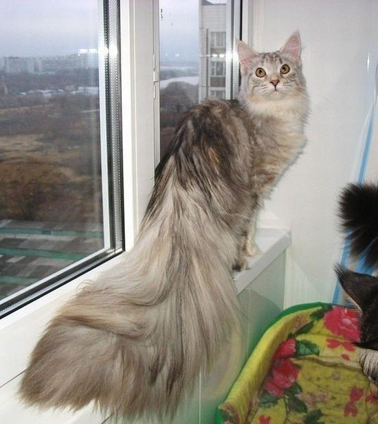 "Feline Royalty: Meet the Most Majestic Cats with Luxuriously Fluffy Tails"