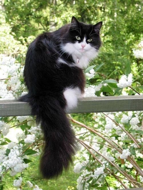 "Feline Royalty: Meet the Most Majestic Cats with Luxuriously Fluffy Tails"