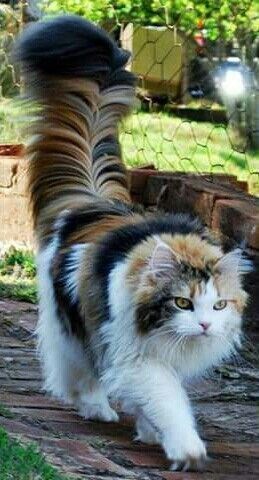 "Feline Royalty: Meet the Most Majestic Cats with Luxuriously Fluffy Tails"