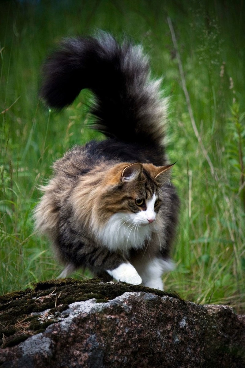 "Feline Royalty: Meet the Most Majestic Cats with Luxuriously Fluffy Tails"