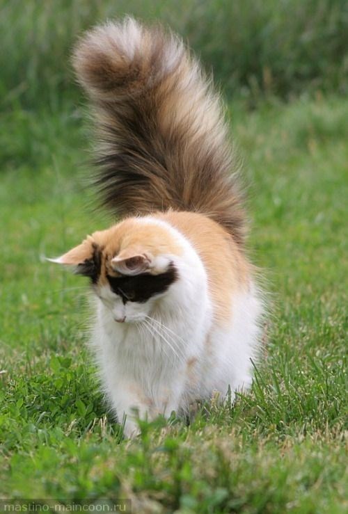 "Feline Royalty: Meet the Most Majestic Cats with Luxuriously Fluffy Tails"