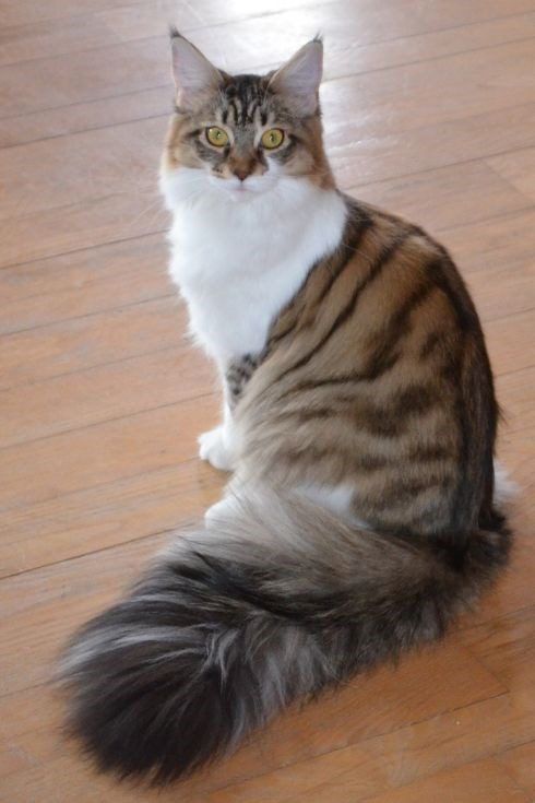 "Feline Royalty: Meet the Most Majestic Cats with Luxuriously Fluffy Tails"