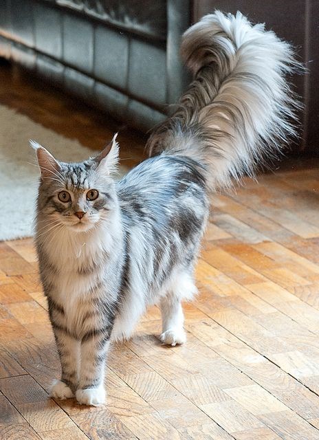 "Feline Royalty: Meet the Most Majestic Cats with Luxuriously Fluffy Tails"