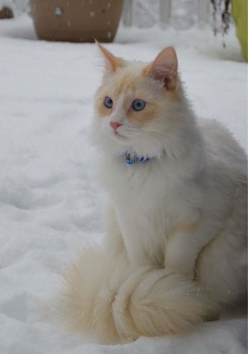 "Feline Royalty: Meet the Most Majestic Cats with Luxuriously Fluffy Tails"