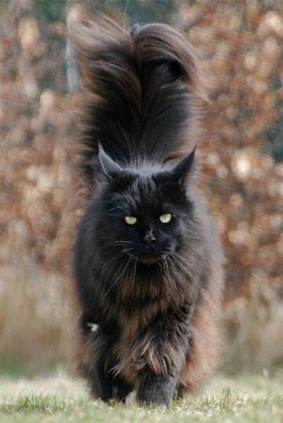 "Feline Royalty: Meet the Most Majestic Cats with Luxuriously Fluffy Tails"