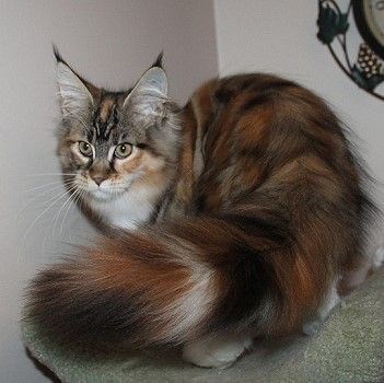 "Feline Royalty: Meet the Most Majestic Cats with Luxuriously Fluffy Tails"