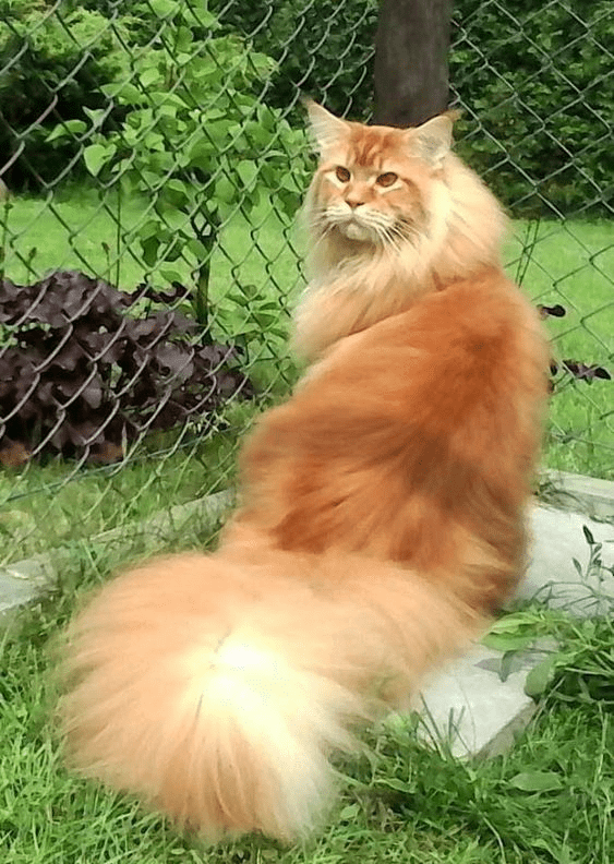 "Feline Royalty: Meet the Most Majestic Cats with Luxuriously Fluffy Tails"