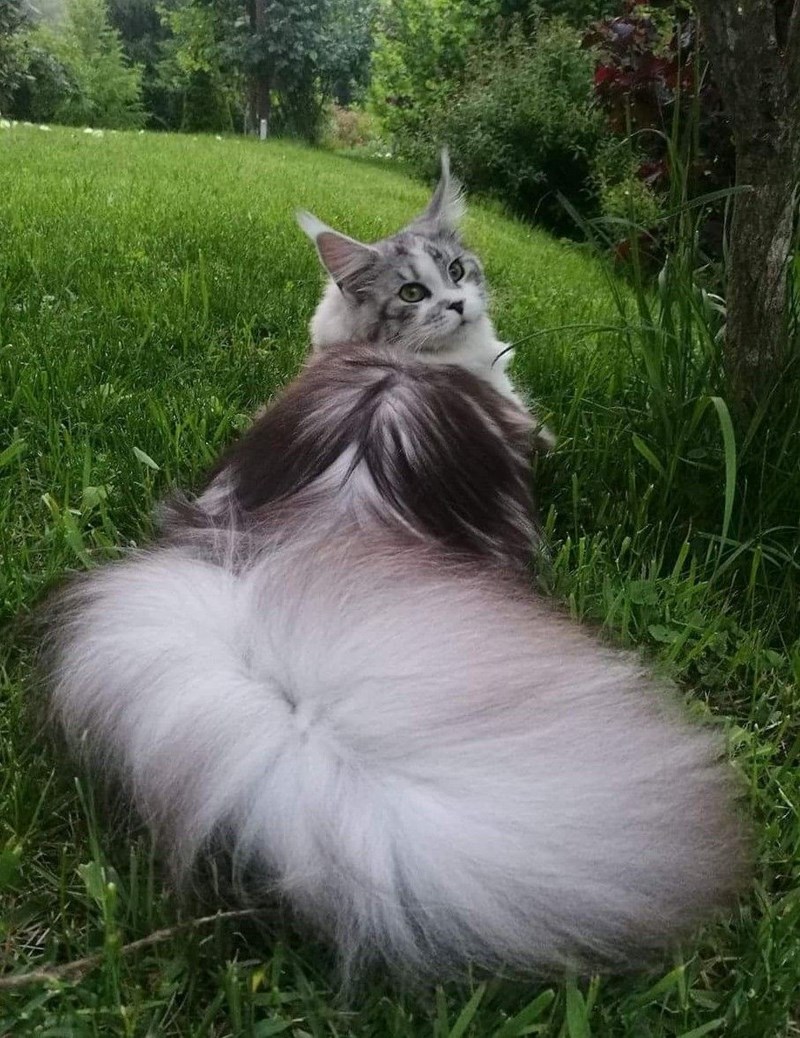 "Feline Royalty: Meet the Most Majestic Cats with Luxuriously Fluffy Tails"