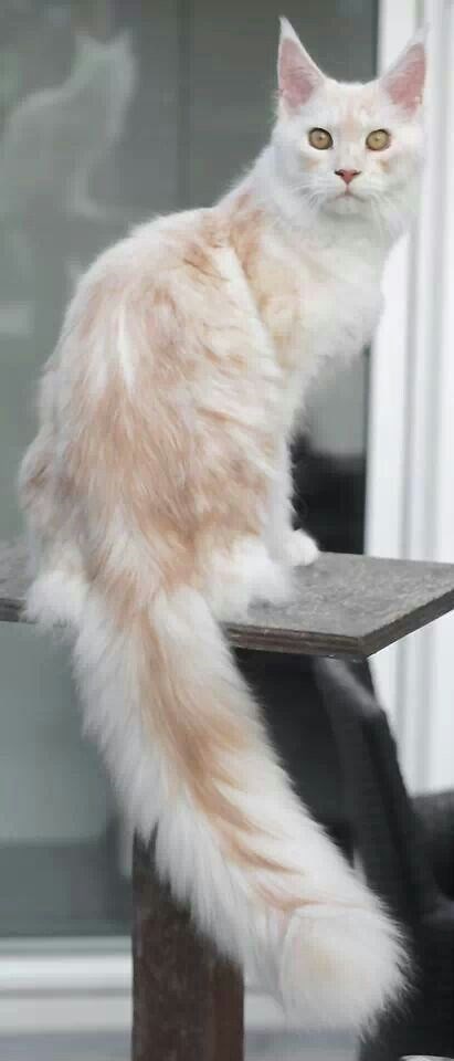 "Feline Royalty: Meet the Most Majestic Cats with Luxuriously Fluffy Tails"