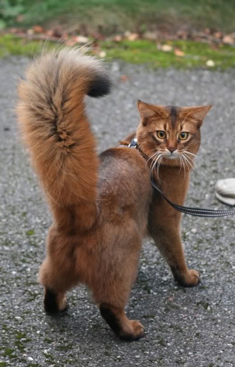 "Feline Royalty: Meet the Most Majestic Cats with Luxuriously Fluffy Tails"