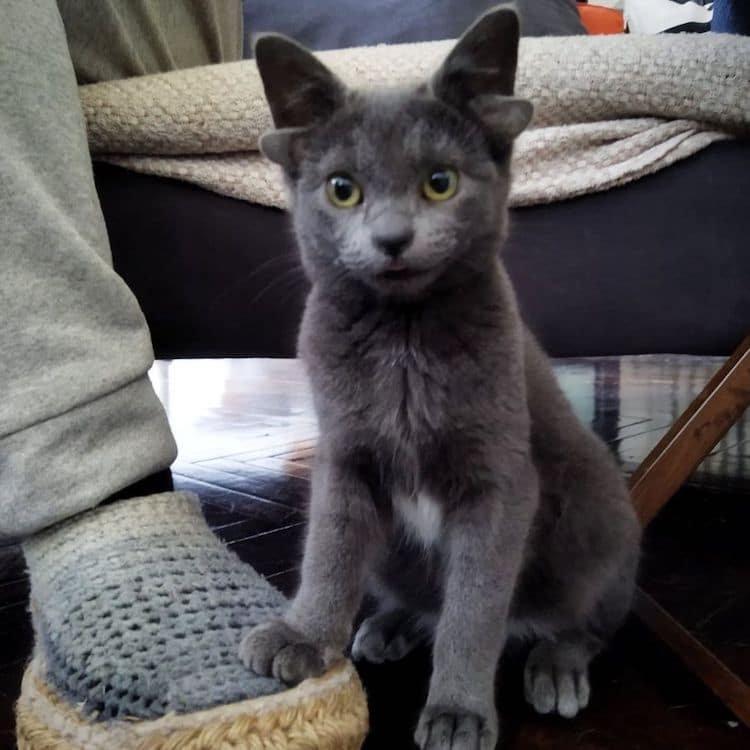Introducing Midas, the Internet's Beloved Kitten with Four Ears!