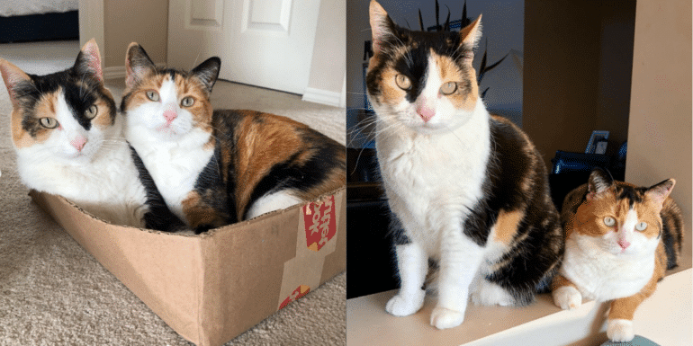 Irresistibly Charming: Posy Rue, the Cutest Calico Companions