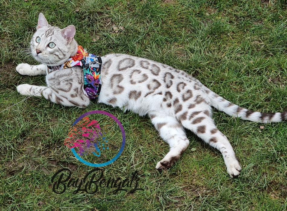 Bengal Cat Colourations by BayBengalz in Brixham Devon