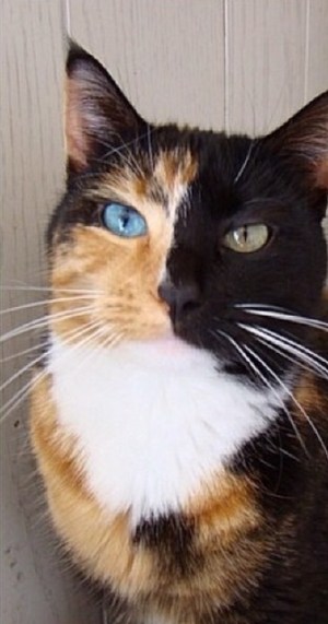 "Top 25 Feline Marvels: Meet These Unusual Chimera Cats Now!"