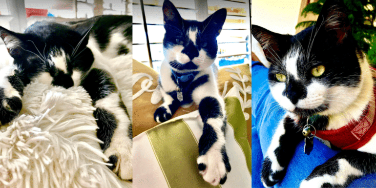 Discover the Awesome Ziggy-Kai: A Cat with Spots That Define Coolness