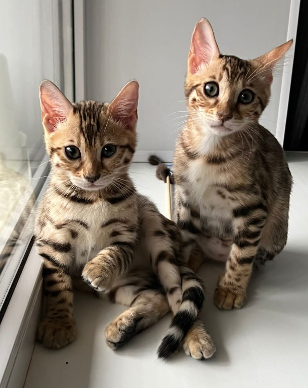 Capturing adorable moments of Bengal cats playing together makes millions of hearts melt.NgocChau